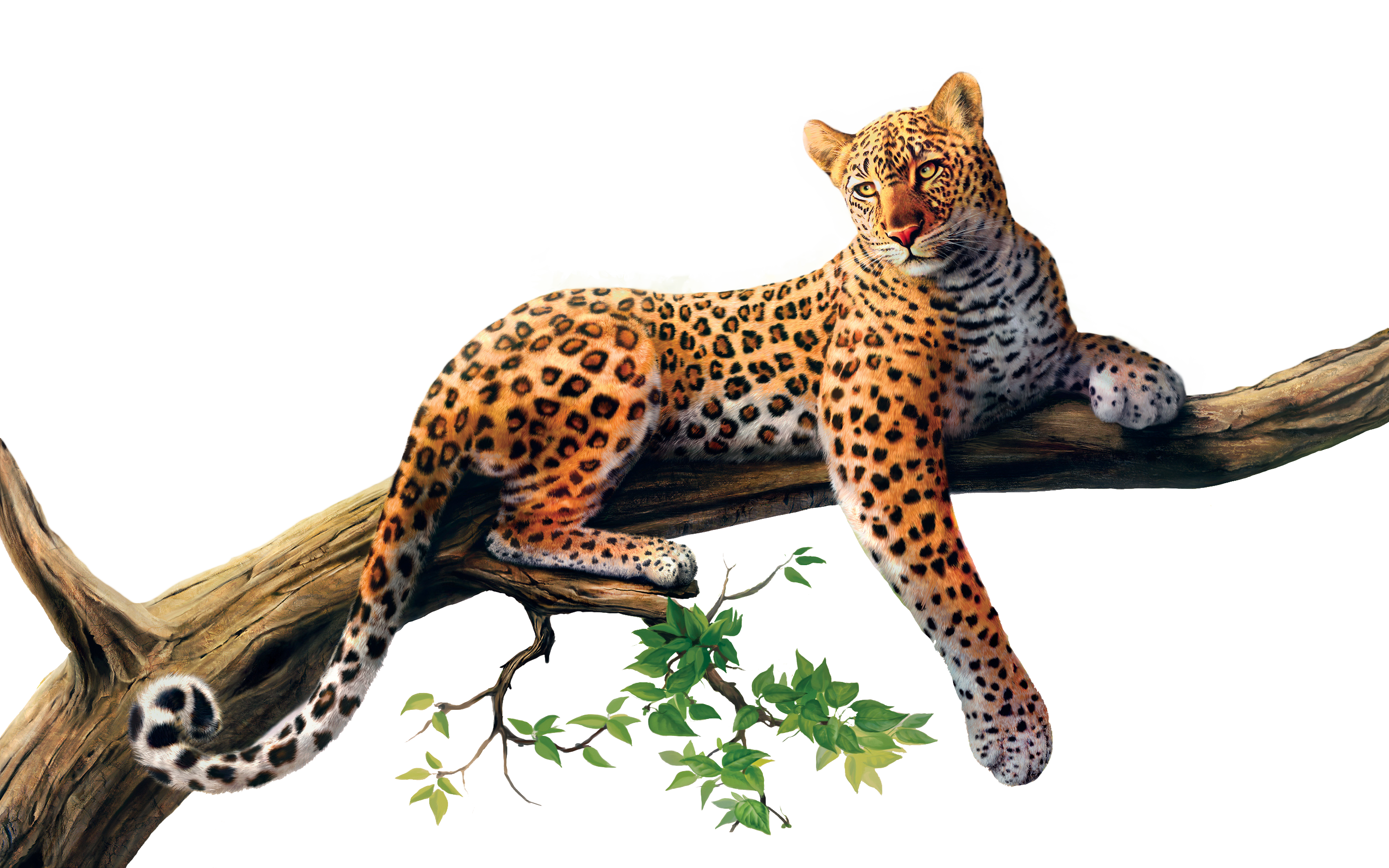 jaguar amazonas